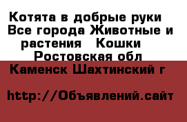 Котята в добрые руки - Все города Животные и растения » Кошки   . Ростовская обл.,Каменск-Шахтинский г.